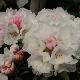 Rhododendron de Yakushima