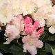 Rhododendron de Yakushima