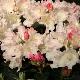 Rhododendron de Yakushima