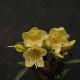 Rhododendron hybride Yellow Hammer