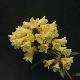 Rhododendron hybride Yellow Hammer