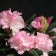 Rhododendron yakushimanum Caroline Albrook