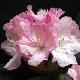 Rhododendron yakushimanum Caroline Albrook