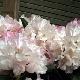 Rhododendron yakushimanum Caroline Albrook