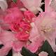 Rhododendron yakushimanum Dreamland
