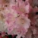 Rhododendron yakushimanum Dreamland