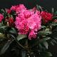 Rhododendron yakushimanum Kalinka