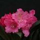 Rhododendron yakushimanum Kalinka