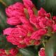 Rhododendron yakushimanum Kalinka