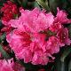 Rhododendron yakushimanum Kalinka