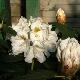 Rhododendron yakushimanum Porzellan