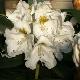 Rhododendron yakushimanum Porzellan