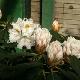 Rhododendron yakushimanum Porzellan