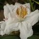 Rhododendron yakushimanum Porzellan
