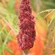 Sumac lacini�