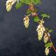 Groseiller � fleurs blanches