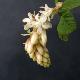 Groseiller � fleurs blanches