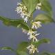 Sarcococca confusa