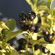 Sarcococca hookeriana