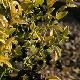 Sarcococca hookeriana