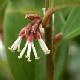 Sarcococca de Chine