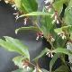 Sarcococca de Chine
