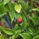 Sarcococca � feuilles de ruscus