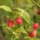 Sarcococca � feuilles de ruscus