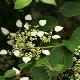 Schizophragma  hydrangeoides