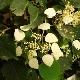 Schizophragma  hydrangeoides
