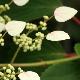 Schizophragma  hydrangeoides