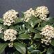 Skimmia Nymans