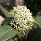 Skimmia � fruits blancs