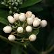 Skimmia � fruits blancs