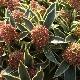 Skimmia Magic Marlot