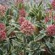Skimmia Magic Marlot
