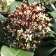 Skimmia Rodgersii