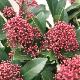 Skimmia Rubella