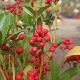 Skimmia foremanii