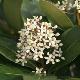 Skimmia foremanii