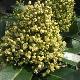Skimmia laureola