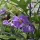 Solanum aviculare
