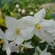 Solanum � fleurs blanches