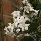 Solanum � fleurs blanches