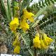 Sophora � fleurs jaunes