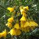 Sophora � fleurs jaunes