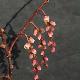 Stachyurus � fleurs roses