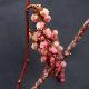 Stachyurus � fleurs roses