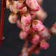 Stachyurus � fleurs roses