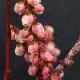 Stachyurus � fleurs roses